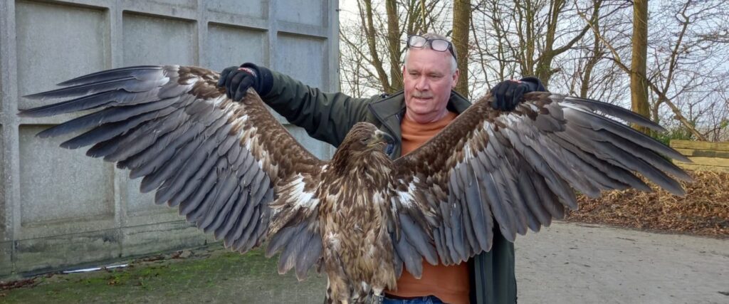 Probleem jonge zeearend